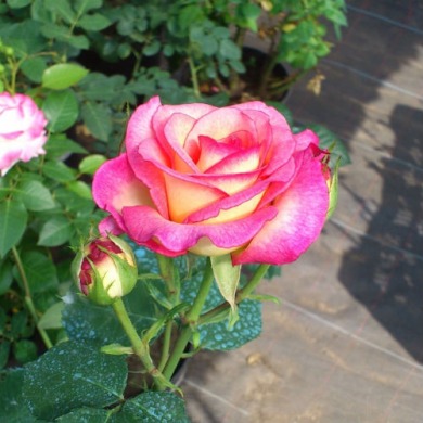 Роза чайно-гибридная "Квин амазон" Queen Amazone