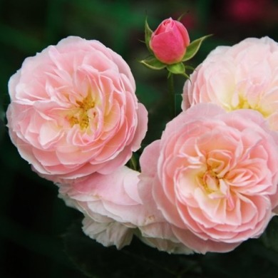 Роза парковая "Букет Парфэ" Bouquet Parfait