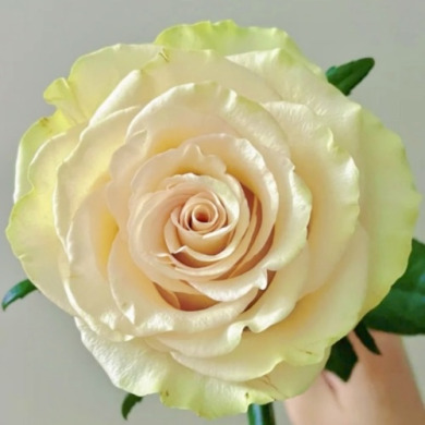 Роза чайно-гибридная "Динамик" Dynamic Роза чайно-гибридная "Динамик" Dynamic