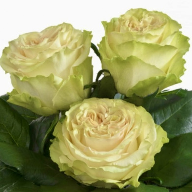 Роза чайно-гибридная "Динамик" Dynamic Роза чайно-гибридная "Динамик" Dynamic