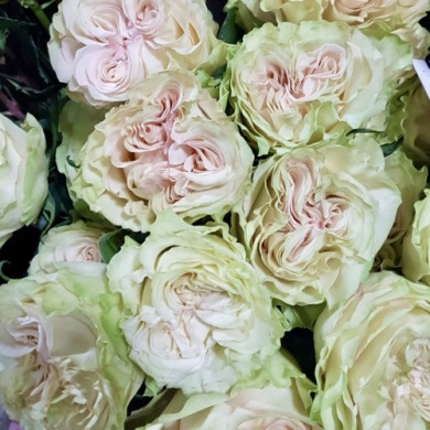 Роза чайно-гибридная "Динамик" Dynamic Роза чайно-гибридная "Динамик" Dynamic