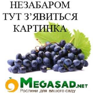 Винные дрожжи Oenoferm Bouquet 5г (для белого вина)