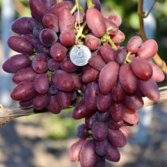 Виноград столовый "Минотавр"