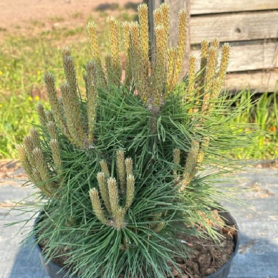 Сосна чёрная "Хорнибрукиана" Hornibrookiana (Закрытый корень С25)