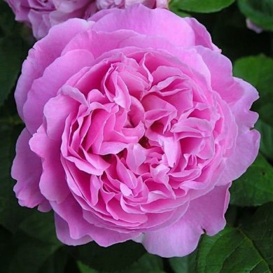 Роза "Мэри Роуз" Mary Rose