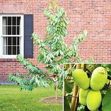 Азимина Трилоба "банановое дерево" 4 роки (закрытый корень)
