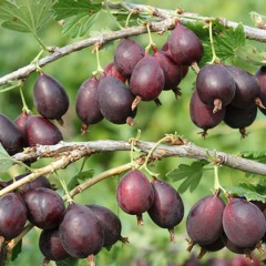 Крыжовник "Кооператор" (закрытый корень)