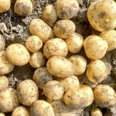 Семенной среднепоздний картофель "Агрия" (1 репродукция, для варки,салатов,запекания) 20 кг