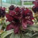 Рододендрон "Kali" (закрытый корень Р9)