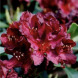 Рододендрон "Kali" (закрытый корень Р9)