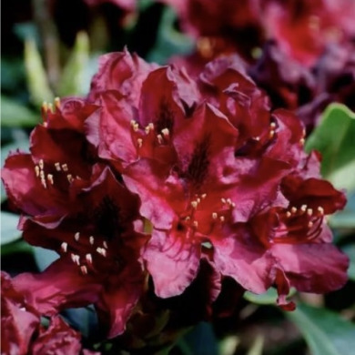 Рододендрон "Kali" (закрытый корень Р9) Рододендрон "Kali" (закрытый корень Р9)