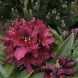 Рододендрон "Kali" (закрытый корень Р9)