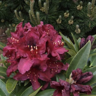 Рододендрон "Kali" (закрытый корень Р9) Рододендрон "Kali" (закрытый корень Р9)