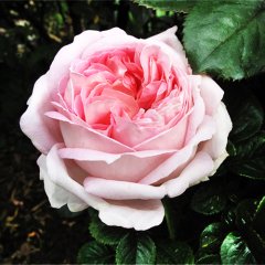 Роза чайно-гибридная "Муриам" Myriam