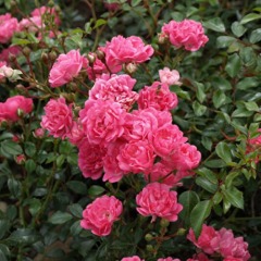 Роза почвопокровная "Пинк Фейри" Pink Fairy 
