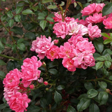 Роза почвопокровная "Пинк Фейри" Pink Fairy 