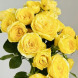 Роза английская "Лемон Помпон" Lemon Pompom