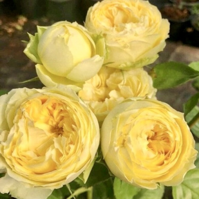 Роза английская "Лемон Помпон" Lemon Pompom Роза английская "Лемон Помпон" Lemon Pompom