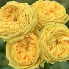 Троянда англійська "Лемон Помпон" Lemon Pompom