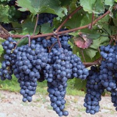 Виноград винный "Регент"