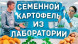 Семенной сверхранний картофель "Слаута" (1 репродукция, сорт столового назначения) 1кг