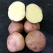 Семенной сверхранний картофель "Слаута" (1 репродукция, сорт столового назначения) 1кг