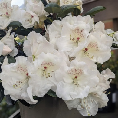 Рододендрон "Gartendirektor Rieger" (закрытый корень P9)