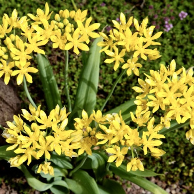 Аллиум "Moly" 3 шт