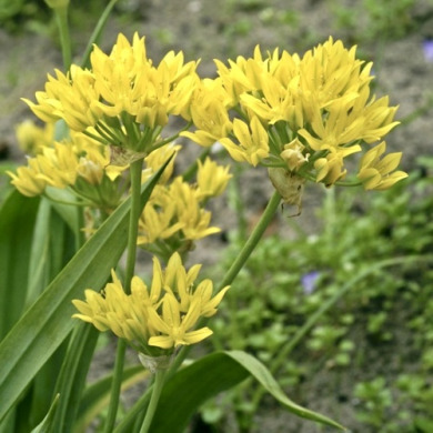 Аллиум "Moly" 3 шт