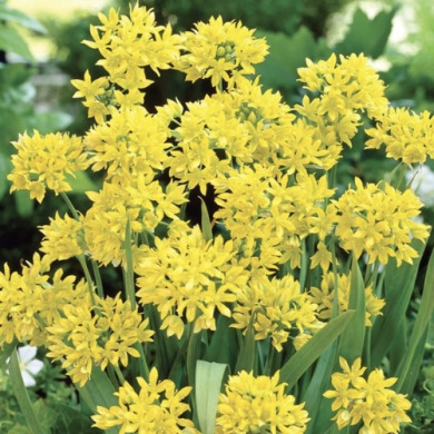 Аллиум "Moly" 3 шт