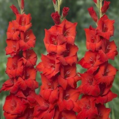 Гладиолус Бамбино "Red King" 3шт Гладиолус Бамбино "Red King" 3шт