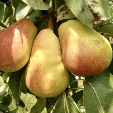 Груша "Маргарита Марилья" Груша "Маргарита Марилья"