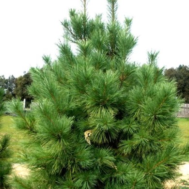 Кедр сибирский (закрытый корень 2л.) Кедр сибирский (закрытый корень 2л.)