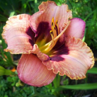 Лилейник "Orchid Candy"1шт