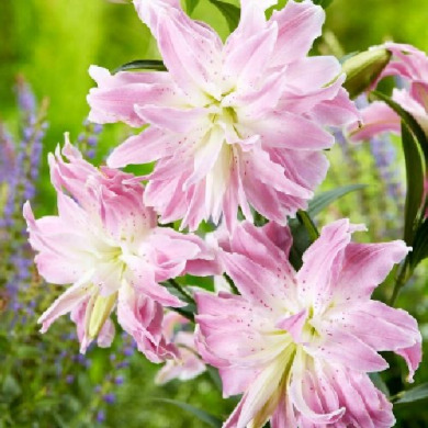 Лилия Махровая восточная "Lotus Elegance" 1 шт