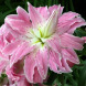 Лилия Махровая восточная "Lotus Elegance" 1 шт