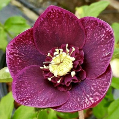 Морозник "Anemone purple-red" (закритий корінь)
