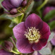 Морозник "Anemone purple-red" (закритий корінь)