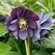 Морозник "Double Slaty Blue" (закритий корінь)