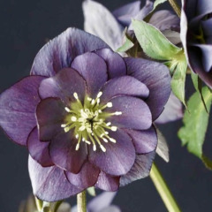 Морозник "Double Slaty Blue" (закритий корінь)