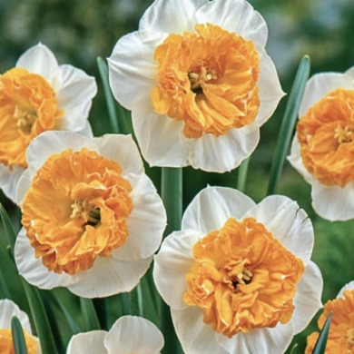 Нарцис великокорончастий "Czardas" 3 шт Нарцис великокорончастий "Czardas" 3 шт