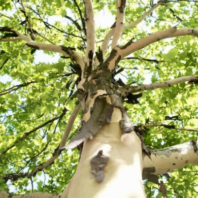 Платан клёнолистный (контейнер Р9)