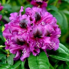 Рододендрон "Purple Splendour" Перпл Сплендор  (закрытый корень)
