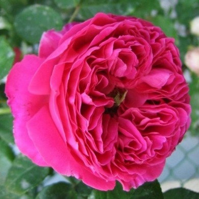 Роза английская "Отелло"  Othello