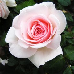 Троянда чайно-гібридна "Олександр Пушкін" Prince Jardinier