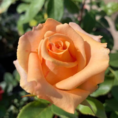 Роза чайно-гибридная "Версилия" Versilia