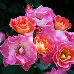 Троянда шраб "Герцогиня Фредерік" Herzogin Friederike