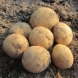 Семенной среднепоздний картофель "Коннект" (1 репродукция, столовый сорт) 1кг