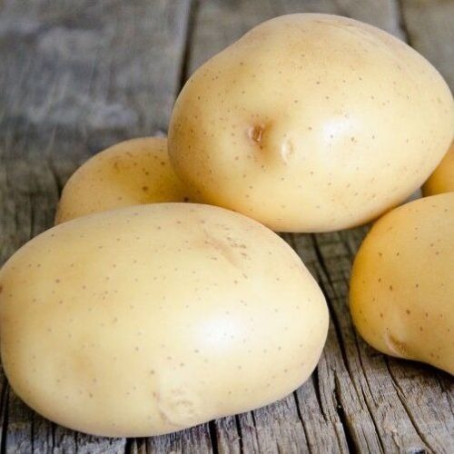 Семенной среднепоздний картофель \