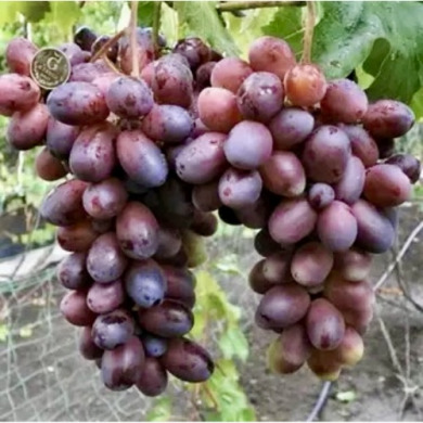 Столовый виноград "Бешевский"